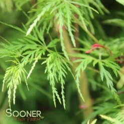 SEIRYU UPRIGHT JAPANESE MAPLE -Greenscape Shop DETA5 1875