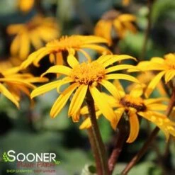 OTHELLO GOLDEN RAY -Greenscape Shop DETA5 1919