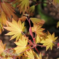 AUTUMN MOON UPRIGHT JAPANESE MAPLE -Greenscape Shop DETA5 2092