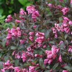FINE WINEĀ® WEIGELA