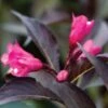 SPILLED WINE® WEIGELA 1 SPILLED WINE® WEIGELA -Greenscape Shop DETA5 2111