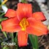 CHICAGO APACHE DAYLILY 2 CHICAGO APACHE DAYLILY -Greenscape Shop DETA5 2144