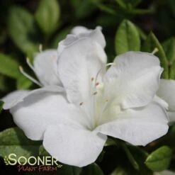 BLOOM-A-THON® WHITE AZALEA 8 BLOOM-A-THON® WHITE AZALEA -Greenscape Shop DETA5 2244