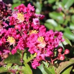 BERRY DAZZLE® CRAPEMYRTLE -Greenscape Shop DETA5 2259