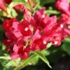 SONIC BLOOM® RED WEIGELA -Greenscape Shop DETA5 2435