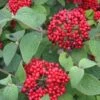 RED BALLOON® VIBURNUM -Greenscape Shop DETA5 2437