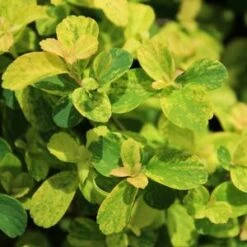 GOLDEN GLITTER™ SPIRAEA -Greenscape Shop DETA5 2440