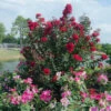PRINCESS HOLLY ANN™ CRAPEMYRTLE -Greenscape Shop DETA5 2535