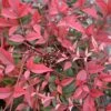 FLIRT™ NANDINA -Greenscape Shop DETA5 2539