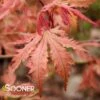 ARIADNE UPRIGHT JAPANESE MAPLE -Greenscape Shop DETA5 2564