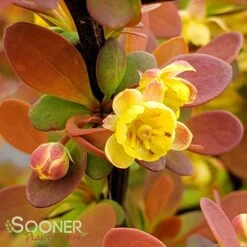 SUNJOY® TANGELO BARBERRY -Greenscape Shop DETA5 2569