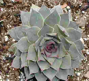 BLACK HENS & CHICKS 4 BLACK HENS & CHICKS - Image 2