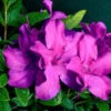 BLOOM-A-THON® PURPLE SPECTACULAR™ AZALEA -Greenscape Shop DETA5 2657