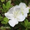 BLOOM-A-THON® PEARL™ AZALEA -Greenscape Shop DETA5 2659