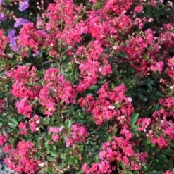 STRAWBERRY DAZZLE® CRAPEMYRTLE -Greenscape Shop DETA5 2686