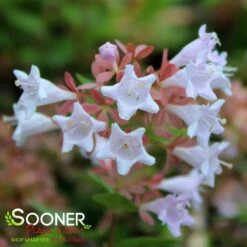 RASPBERRY PROFUSION™ ABELIA -Greenscape Shop DETA5 2716