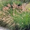 HAMELN DWARF FOUNTAIN GRASS -Greenscape Shop DETA5 274