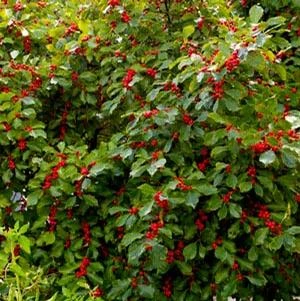 WILDFIRE™ WINTERBERRY HOLLY 3 WILDFIRE™ WINTERBERRY HOLLY
