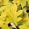 LITTLE HONEY DWARF OAKLEAF HYDRANGEA -Greenscape Shop DETA5 2992