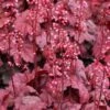 GRAPE SODA™ CORAL BELLS -Greenscape Shop DETA5 3009