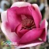 BLACK TULIP® MAGNOLIA -Greenscape Shop DETA5 3122