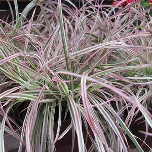 CHERRY SPARKLER FOUNTAIN GRASS 4 CHERRY SPARKLER FOUNTAIN GRASS - Image 2