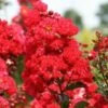 RUFFLED RED MAGIC⢠CRAPEMYRTLE 2 RUFFLED RED MAGIC⢠CRAPEMYRTLE -Greenscape Shop DETA5 3239