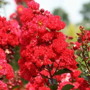 RUFFLED RED MAGIC™ CRAPEMYRTLE 3 RUFFLED RED MAGIC™ CRAPEMYRTLE