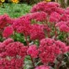 THUNDERHEAD SEDUM -Greenscape Shop DETA5 3257