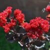 EBONY FLAME CRAPEMYRTLE -Greenscape Shop DETA5 3276