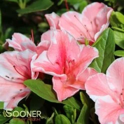AUTUMN SUNBURST® ENCORE® AZALEA -Greenscape Shop DETA5 3309