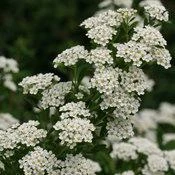 WEDDING CAKE® SPIRAEA 5 WEDDING CAKE® SPIRAEA - Image 3