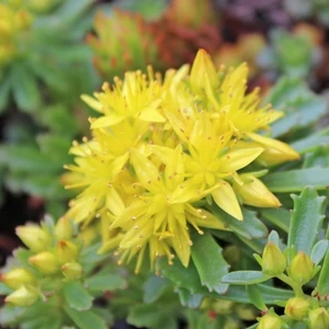 WEIHENSTEPHANER GOLD SEDUM 4 WEIHENSTEPHANER GOLD SEDUM - Image 2