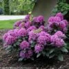 DANDY MAN® PURPLE RHODODENDRON 2 DANDY MAN® PURPLE RHODODENDRON -Greenscape Shop DETA5 3447