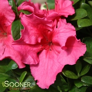 BLOOM-A-THON® HOT PINK AZALEA 5 BLOOM-A-THON® HOT PINK AZALEA - Image 3