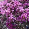 BLACK DIAMOND® PURELY PURPLE CRAPEMYRTLE -Greenscape Shop DETA5 3712