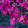 BLACK DIAMOND® MYSTIC MAGENTA CRAPEMYRTLE -Greenscape Shop DETA5 3713