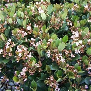 ELEANOR TABER™ INDIAN HAWTHORN 4 ELEANOR TABER™ INDIAN HAWTHORN - Image 2