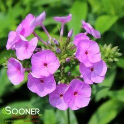 FASHIONABLY EARLY FLAMINGO GARDEN PHLOX -Greenscape Shop DETA5 3878