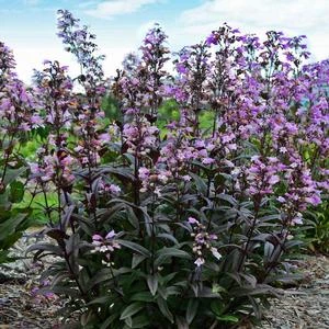 BLACKBEARD BEARDTONGUE 4 BLACKBEARD BEARDTONGUE - Image 2