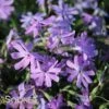 BEDAZZLED LAVENDER PHLOX 1 BEDAZZLED LAVENDER PHLOX -Greenscape Shop DETA5 3969