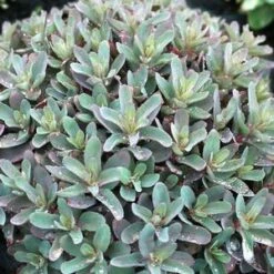 MARINA SEDUM -Greenscape Shop DETA5 4022