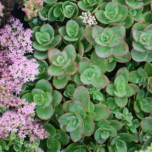 SUNSPARKLER® LIME ZINGER SEDUM 3 SUNSPARKLER® LIME ZINGER SEDUM