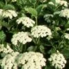 CHICAGO LUSTRE® VIBURNUM -Greenscape Shop DETA5 405