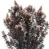 THUNDERSTRUCK™ WHITE FLASH CRAPEMYRTLE -Greenscape Shop DETA5 4067