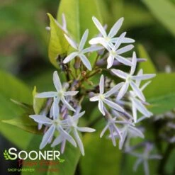 STORM CLOUD BLUE STAR -Greenscape Shop DETA5 4095