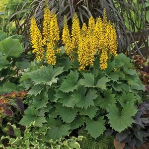 BOTTLE ROCKET GOLDEN RAY 4 BOTTLE ROCKET GOLDEN RAY - Image 2