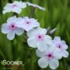 OPENING ACT PINK-A-DOT GARDEN PHLOX -Greenscape Shop DETA5 4154