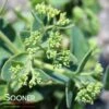 ROCK 'N GROW® LEMONJADE SEDUM 1 ROCK 'N GROW® LEMONJADE SEDUM -Greenscape Shop DETA5 4168