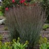 PRAIRIE WINDS® BLUE PARADISE LITTLE BLUESTEM -Greenscape Shop DETA5 4175